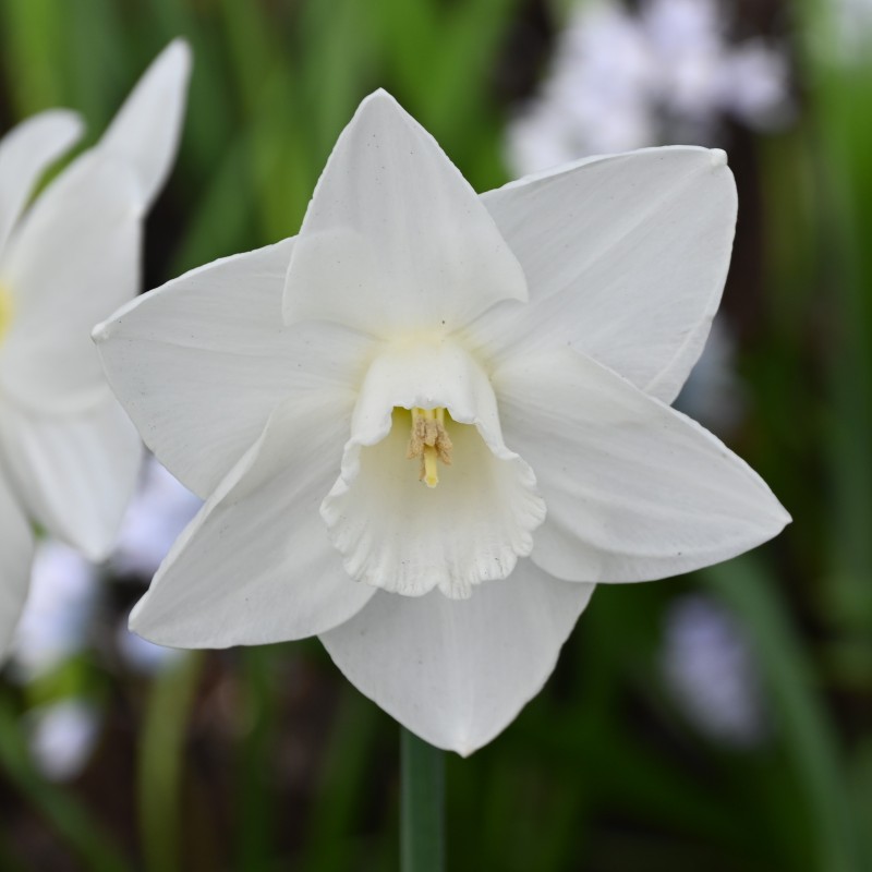 Narcissus 'Bloemendaal'
