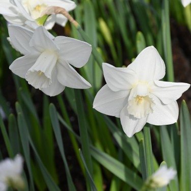 Narcissus 'Bloemendaal'