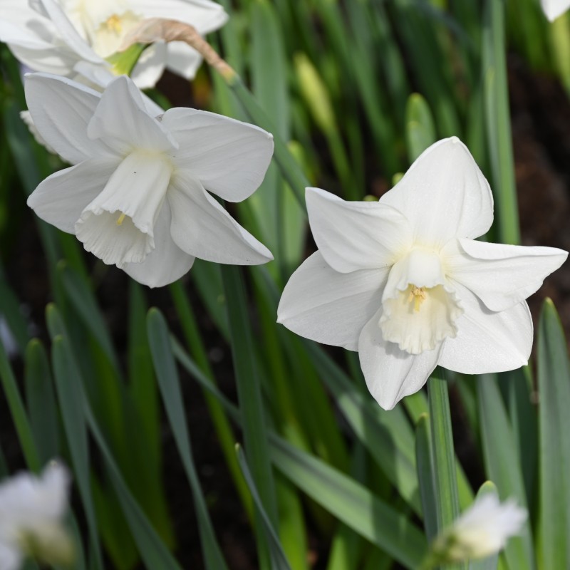 Narcissus 'Bloemendaal'