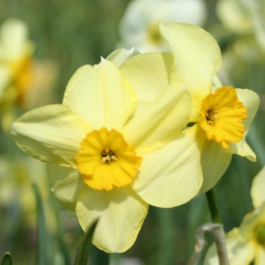Narcissus 'Bobbysoxer'