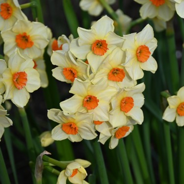 Narcissus 'Bright Spangles'