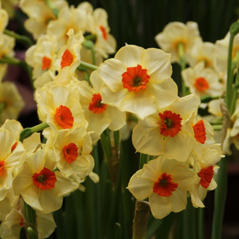 Narcissus 'Bright Spangles'