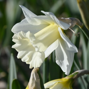 Narcissus 'Broughshane'