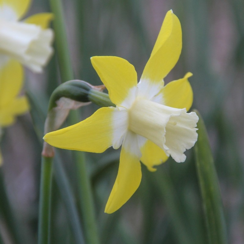 Narcissus 'Canary'
