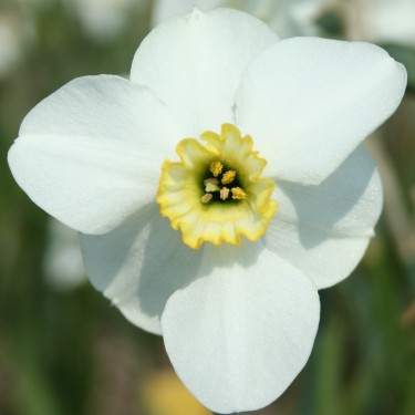 Narcissus 'Capisco'