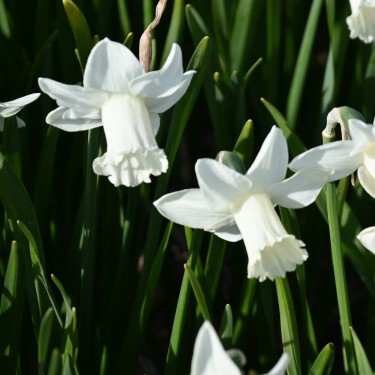 Narcissus 'Cazique'