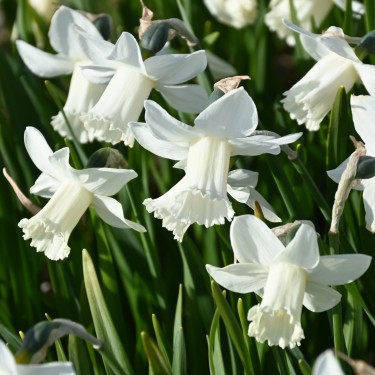 Narcissus 'Cazique'