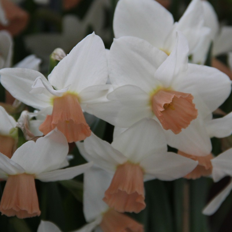 Narcissus 'Cha Cha'