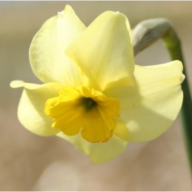 Narcissus 'Clare'