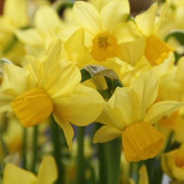 Narcissus 'Cornish Chuckles'