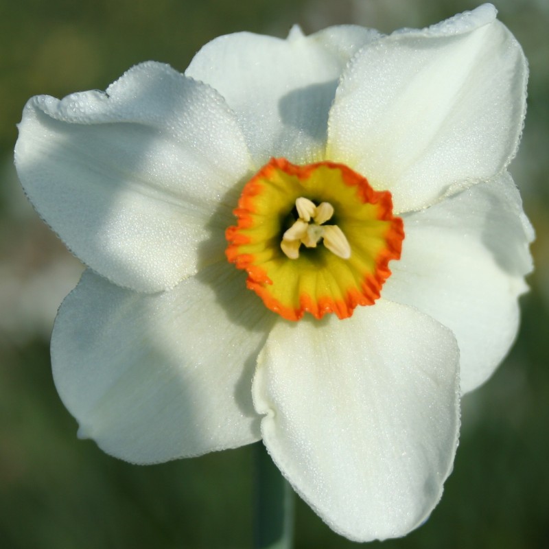 Narcissus 'Crenver'
