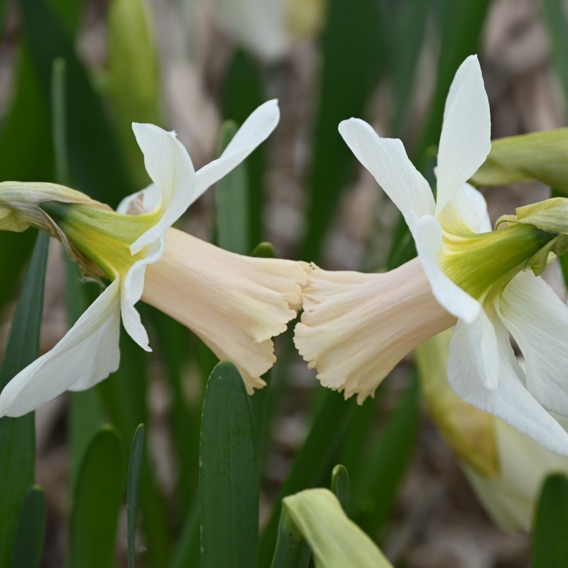 Narcissus 'Delta Flight'