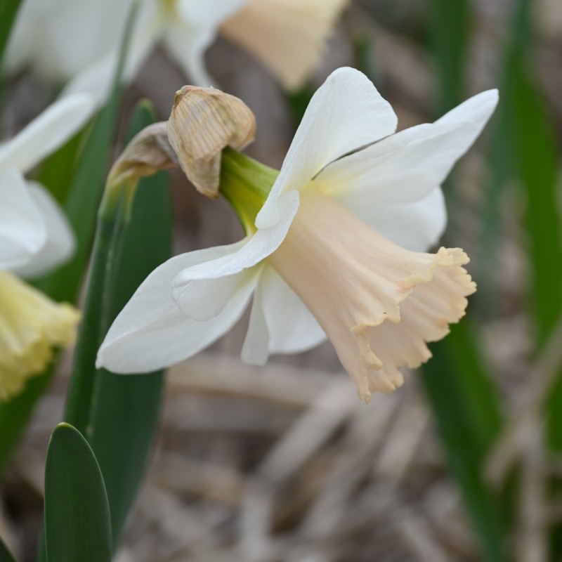 Narcissus 'Delta Flight'