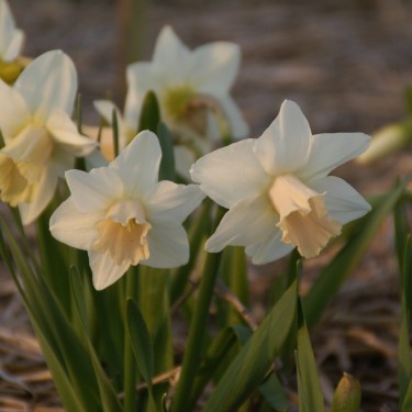 Narcissus 'Delta Flight'