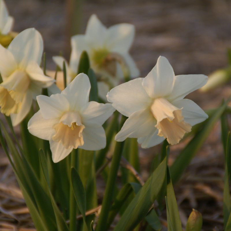 Narcissus 'Delta Flight'
