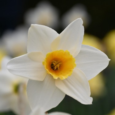 Narcissus 'Elizabeth Ann'