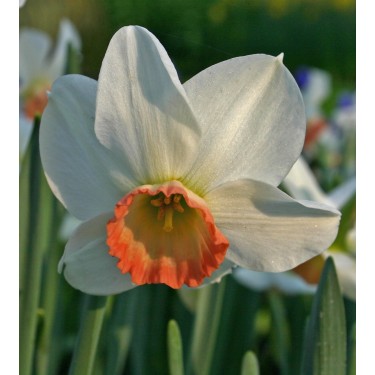 Narcissus 'Elizabeth Ann'