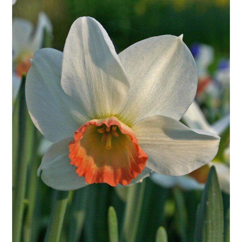 Narcissus 'Elizabeth Ann'