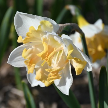 Narcissus 'Etincelante'