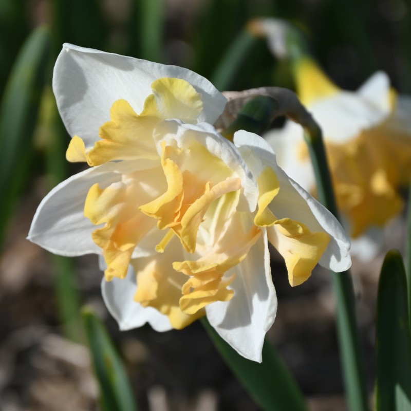Narcissus 'Etincelante'