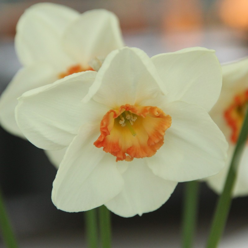 Narcissus 'Eyelet'