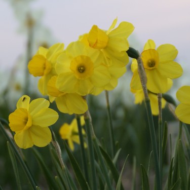 Narcissus 'Flycatcher'
