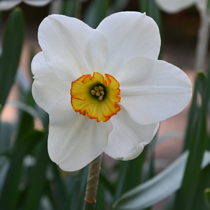 Narcissus 'Goose Green'