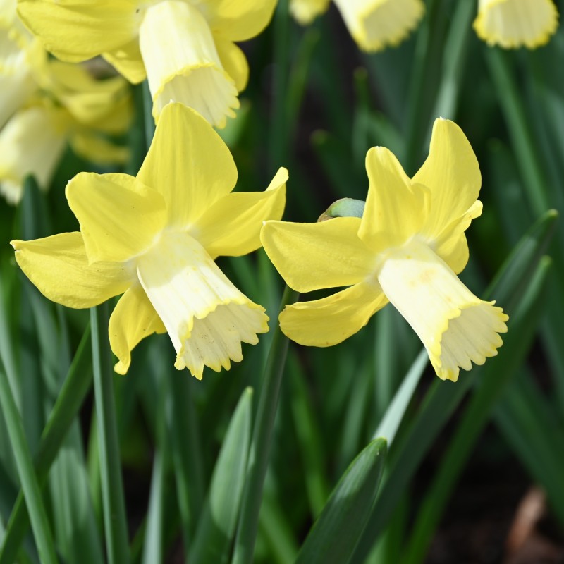 Narcissus 'Inca'