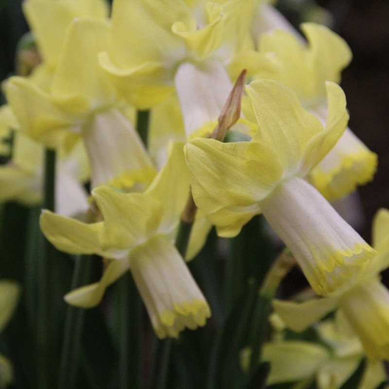 Narcissus 'Inca'