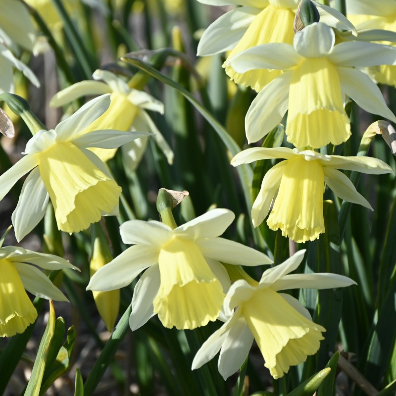 Narcissus 'Johanna'
