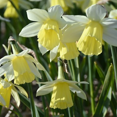Narcissus 'Johanna'