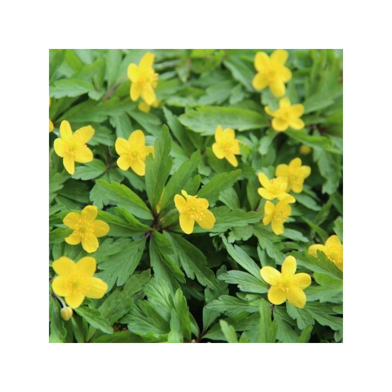 Anemone ranunculoides subsp. ranunculoides