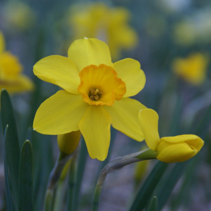 Narcissus 'Kinglet'