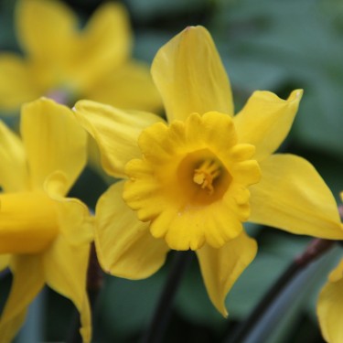 Narcissus 'King Alfred'