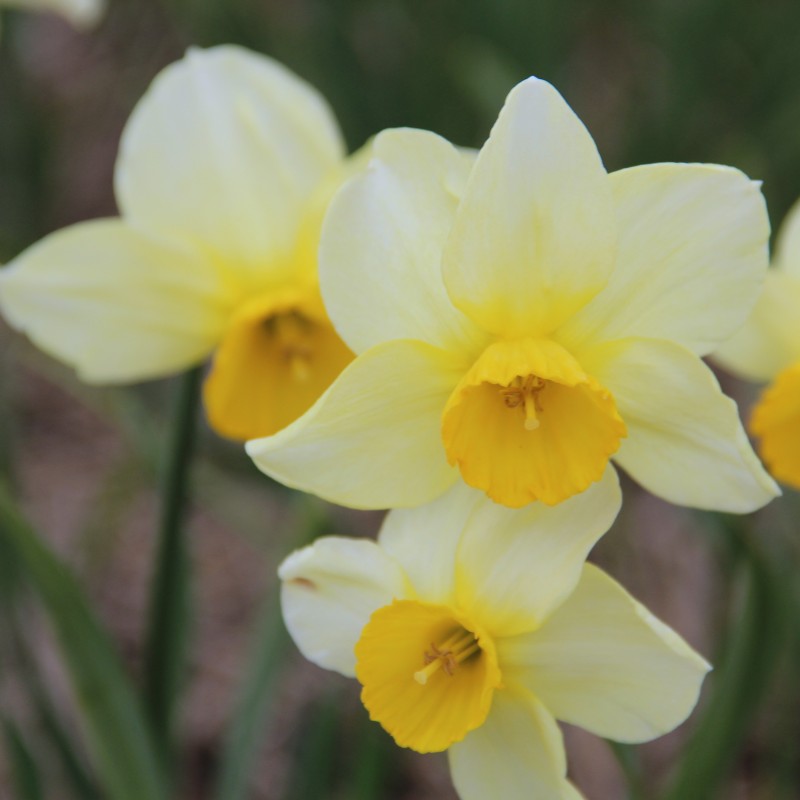 Narcissus 'Larkelly'