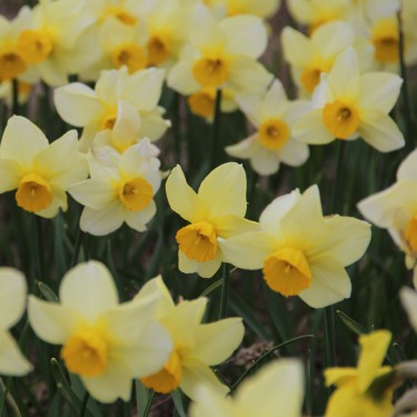 Narcissus 'Larkelly'