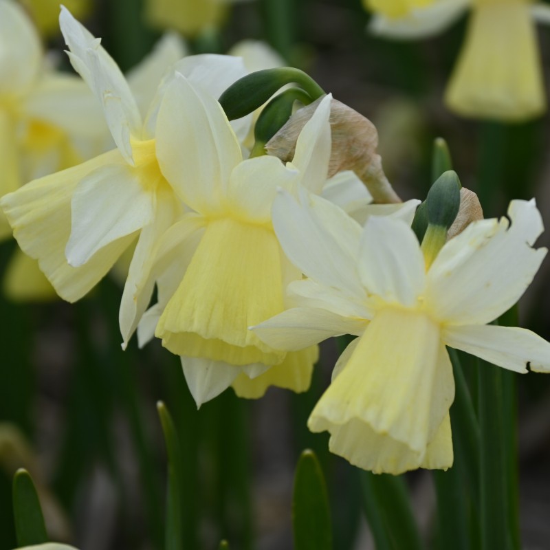 Narcissus 'Lemon Heart'