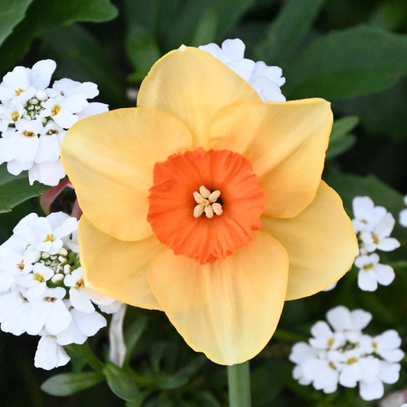 Narcissus 'Limbo'