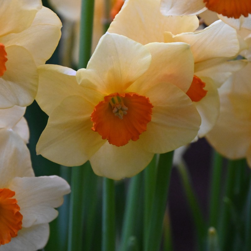 Narcissus 'Limbo'