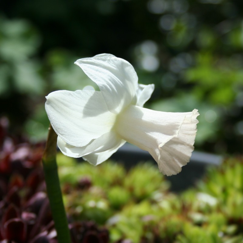 Narcissus 'Mary Lou'
