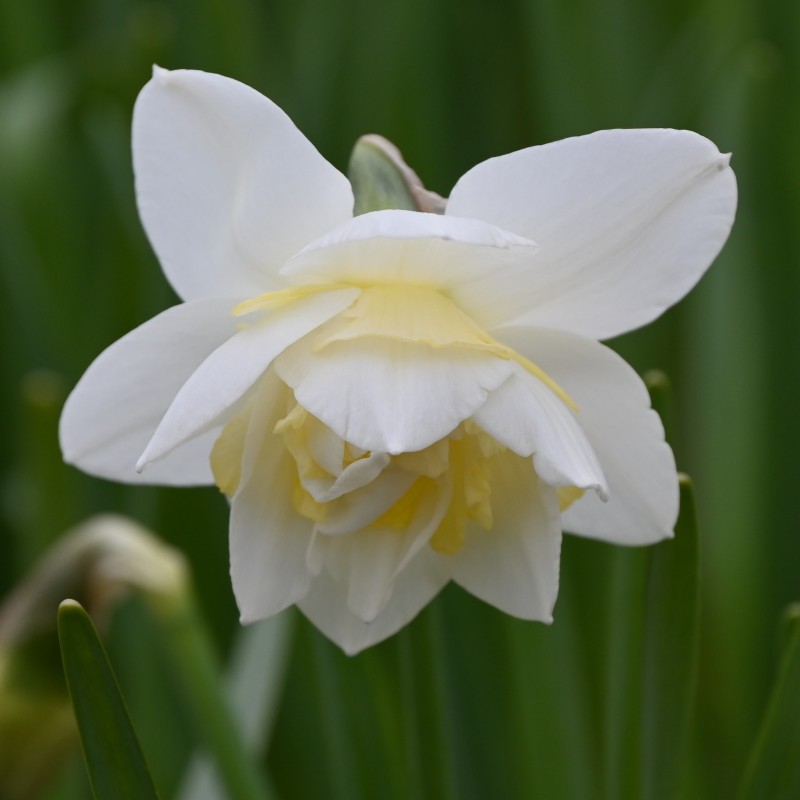 Narcissus 'Odyssey'