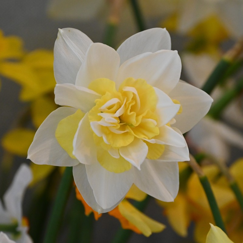 Narcissus 'Odyssey'