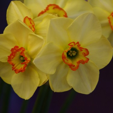 Narcissus 'Painted Desert'