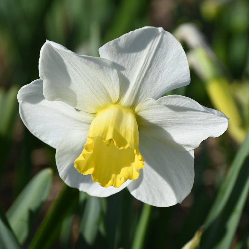 Narcissus 'Parterre'