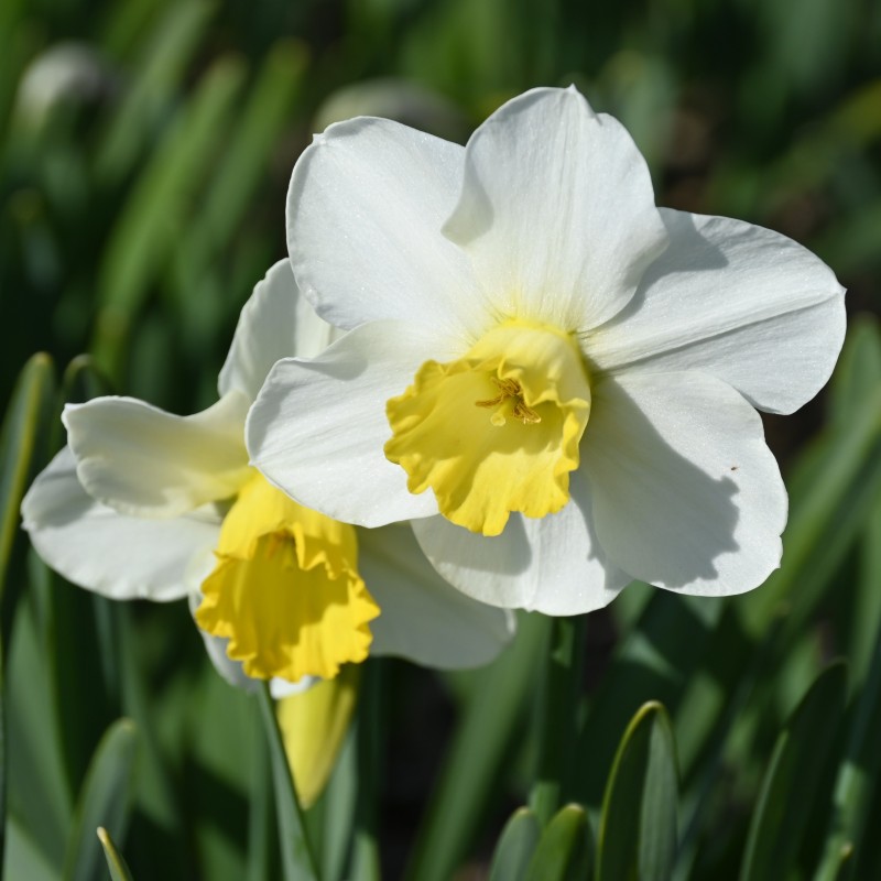 Narcissus 'Parterre'