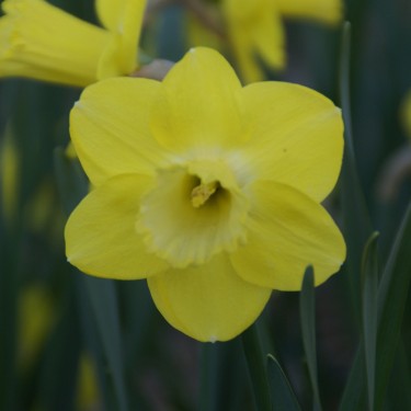 Narcissus 'Pay Day'