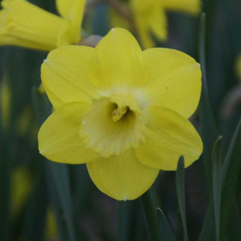 Narcissus 'Pay Day'