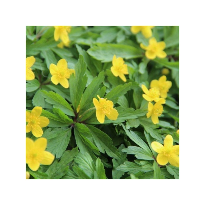 Anemone ranunculoides subsp. ranunculoides