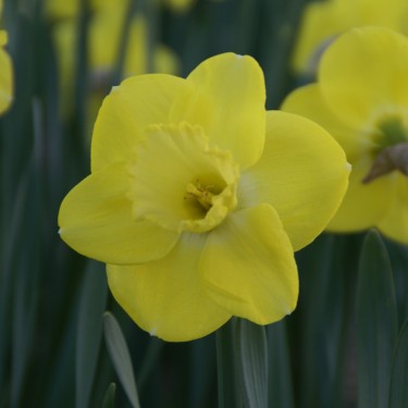 Narcissus 'Pay Day'
