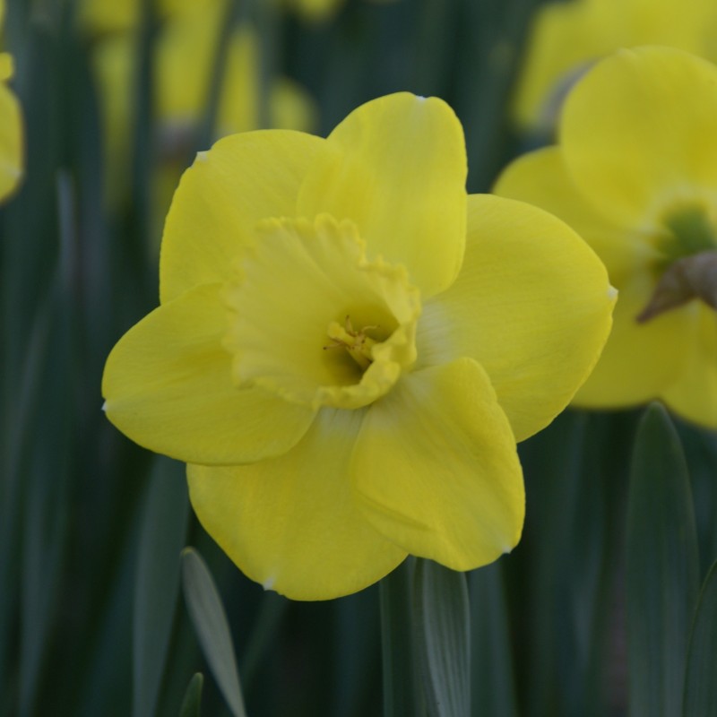 Narcissus 'Pay Day'